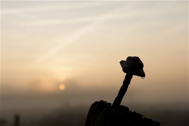 Fotowedstrijd vallei van de Zwarte Beek - Beringen