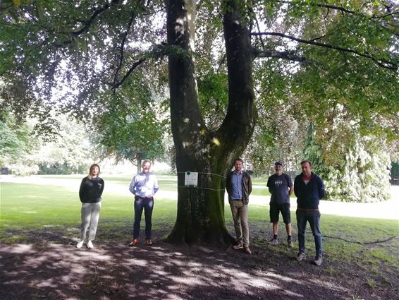 TreeTag voor bijzondere bomen, ook in Lommel - Lommel