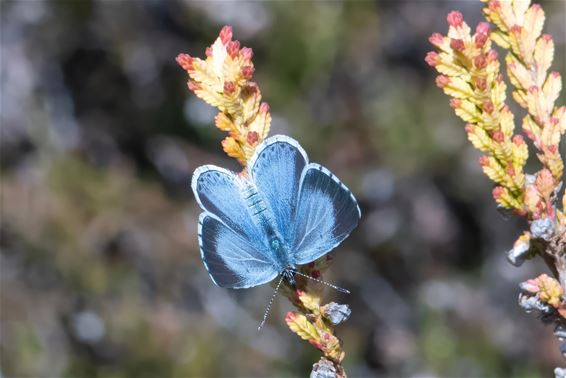 Frido loopt geen blauwtje, hij ontvangt er eentje - Pelt