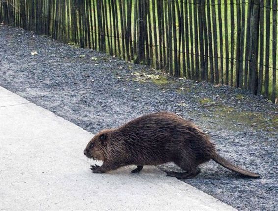 Fris van de lever: een bever! - Lommel