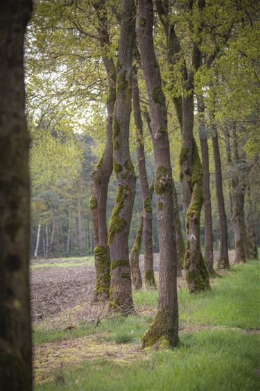 Frisgroene lentekleuren - Lommel