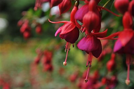Fuchsiashow geopend - Neerpelt