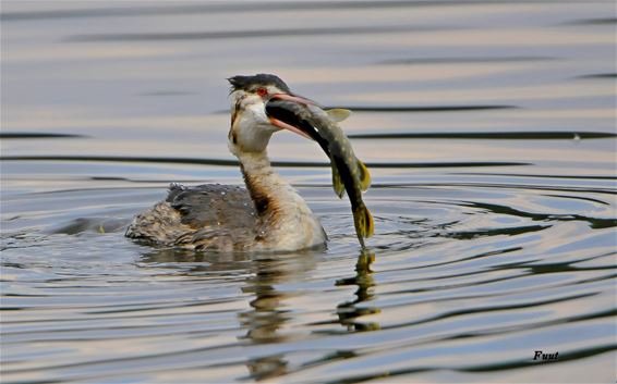 Fuut met grootse plannen op het kanaal - Pelt