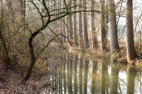 Gaat het lente worden? - Lommel