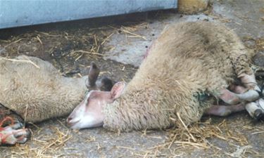 Gaia eist dwangsom per geslacht schaap - Beringen