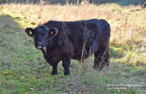 Galloway steekt tong uit in Bollissenbeekvallei - Hechtel-Eksel