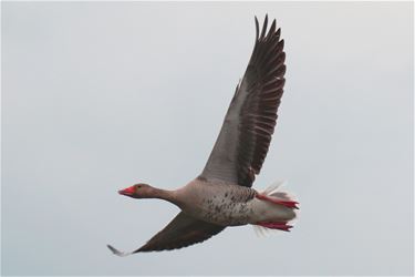 Gans in vogelvlucht - Beringen