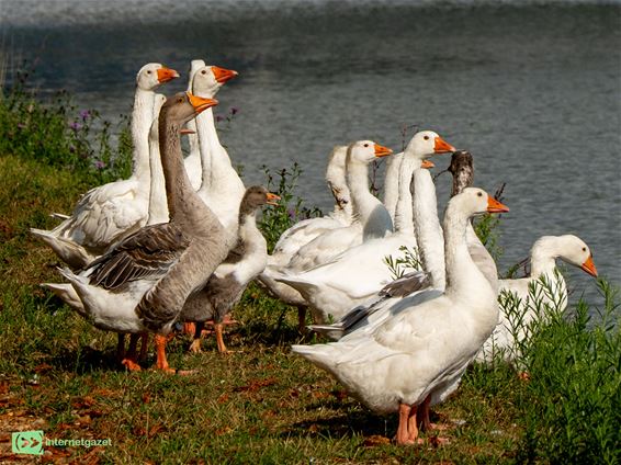 Ganzenbestrijding aan de Begijnenvijvers - Hechtel-Eksel