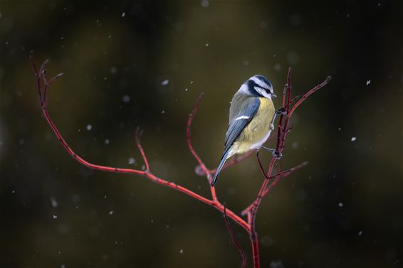 Geel, blauw, rood, groen... - Hamont-Achel
