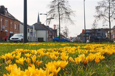 Geel is de kleur van de lente - Beringen