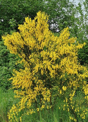 Geel, symbool van de lente - Beringen & Leopoldsburg