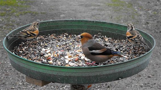 Geen appels voor de appelvink - Hechtel-Eksel