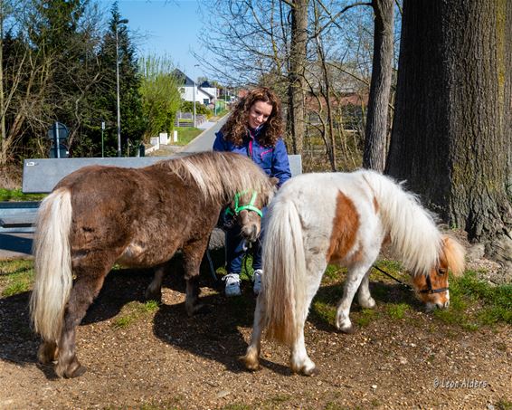 Geen benkske voor pony's - Pelt