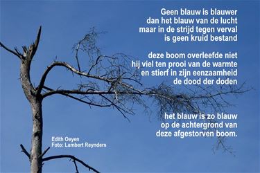 Geen blauw is blauwer - Beringen