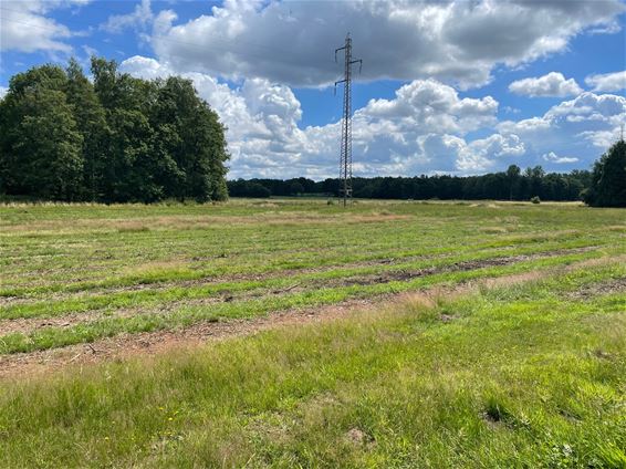 Geen blauwbessen meer in Paal - Beringen