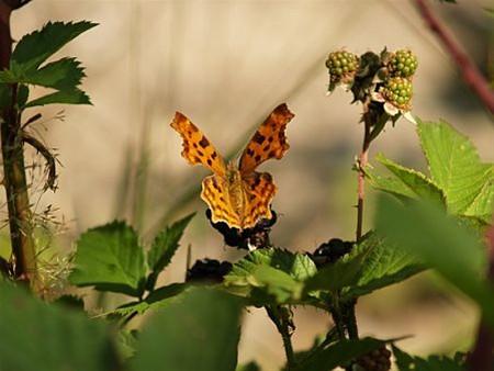 Geen bloemetjes zonder bijtjes  - Neerpelt