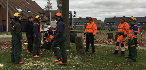 'Geen boom nog veilig' - Bocholt