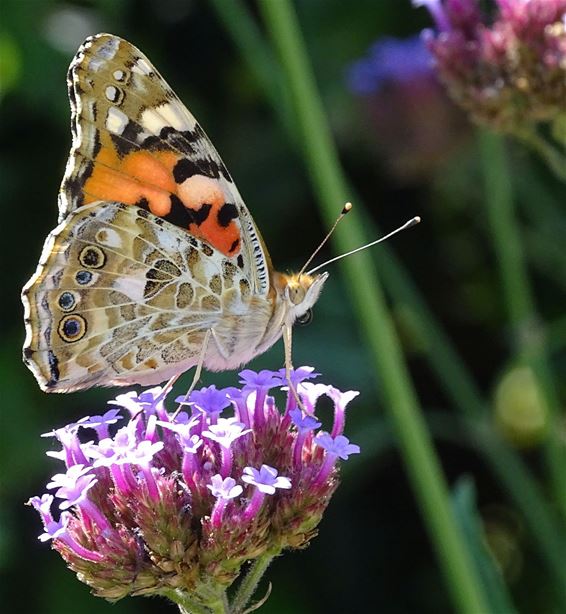 Geen distels? Dan maar andere bloemen - Peer