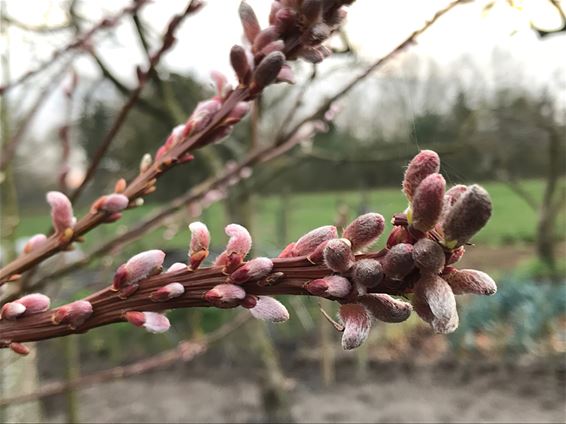 Géén echte winter meer? - Lommel