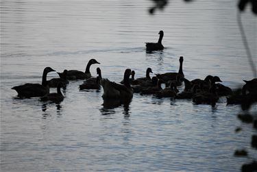 Geen ganzenplaag meer aan Paalse Plas - Beringen