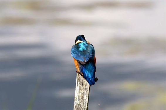 Geen ijs, wel een ijsvogel - Neerpelt