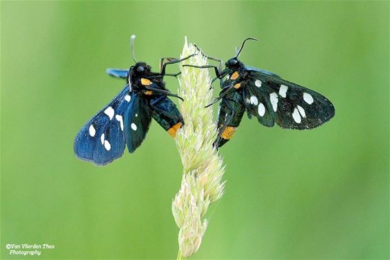 Geen insecten, wel vlinders - Hamont-Achel