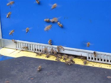 Geen leven zonder bijen - Lommel