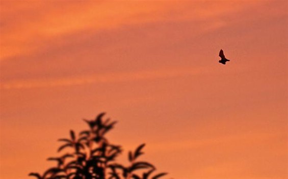 Geen noorderlicht, wel een dwergvleermuis - Lommel