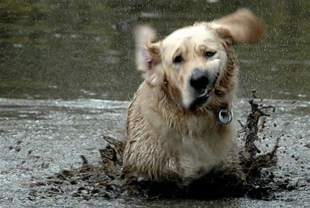 Geen weer om een hond... - Neerpelt