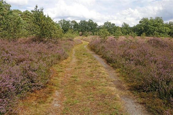 Gegidste klimaatwandeling in 't Plat - Pelt