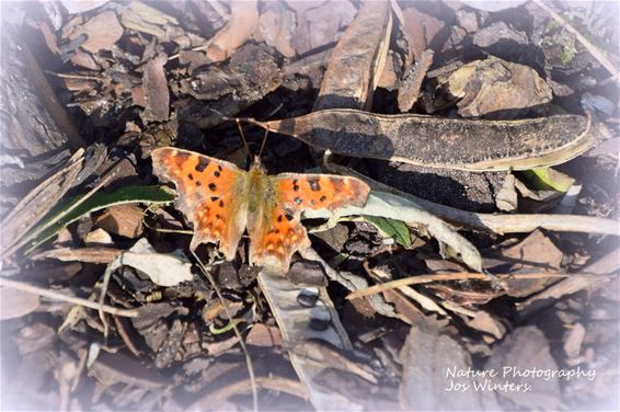 Peer - Gehakkelde aurelia duikt vroeg op in Wijchmaal