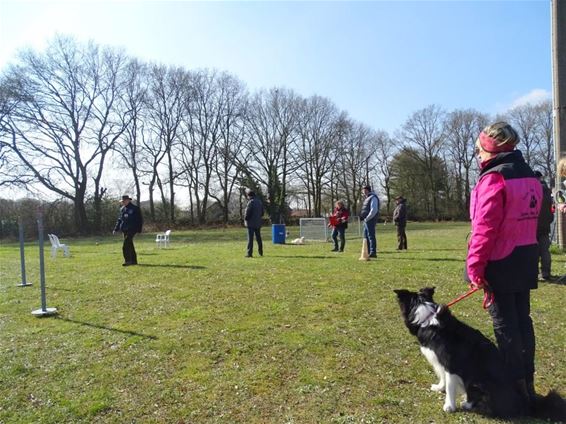 Border collies winnen gehoorzaamheidswedstrijd - Peer