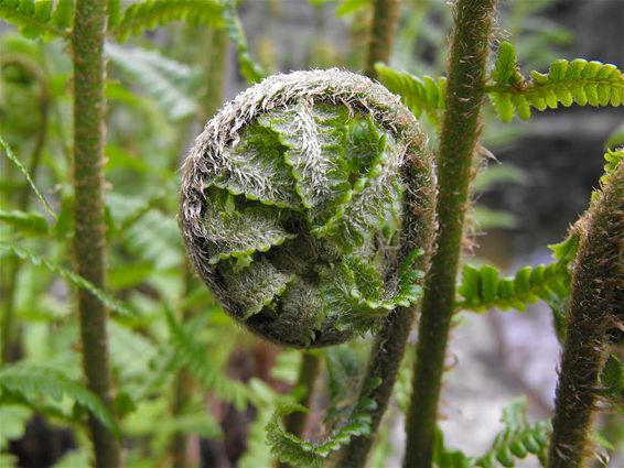 Gekke planten, die varens - Hechtel-Eksel