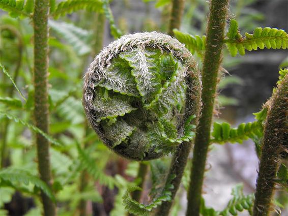 Gekke planten, die varens - Hechtel-Eksel