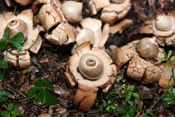 Gekraagde aardsterren op de Kreyel - Bocholt