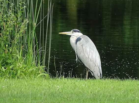 Gekwetst en toch vis vangen - Hechtel-Eksel