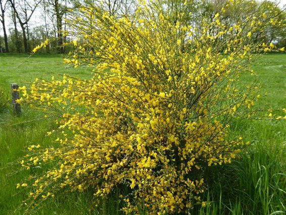 Gele brem in het groene veld - Hamont-Achel