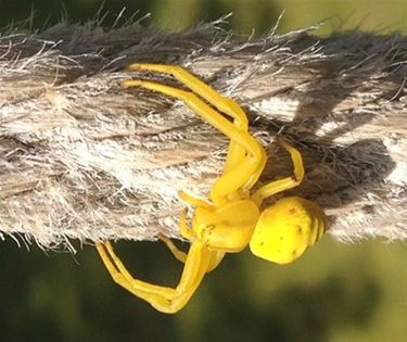 Gele kameleonspin gespot - Lommel