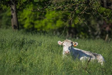 Gele wandeling - Beringen