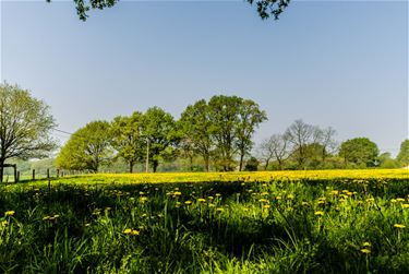 Gele wandelroute - Beringen