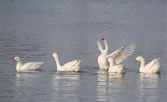 Gemeente liet ganzen weghalen bij kanaal - Neerpelt