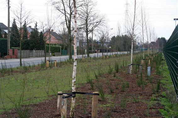 Gemeente neemt bufferzone over van bedrijf - Overpelt