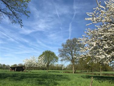 Genieten van de bloesems - Beringen