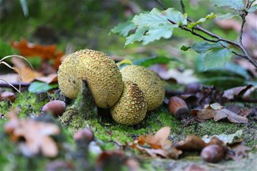 Genieten van de herfst - Beringen