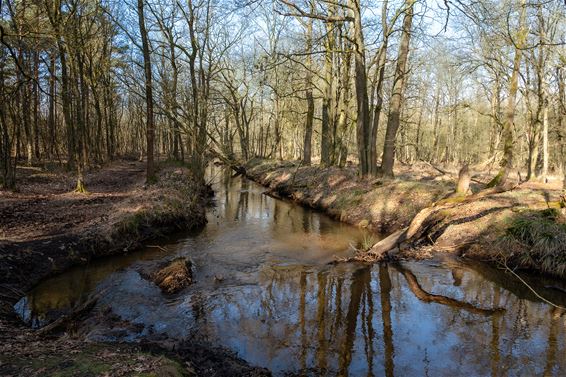 Genieten van de pracht op Beverbeek - Hamont-Achel