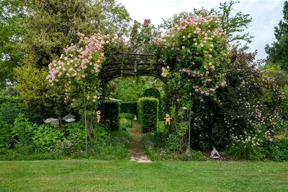 Genieten van de rozen - Hamont-Achel