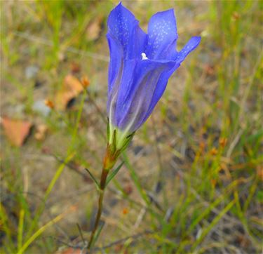 Gentianen overleven de droogte - Hechtel-Eksel