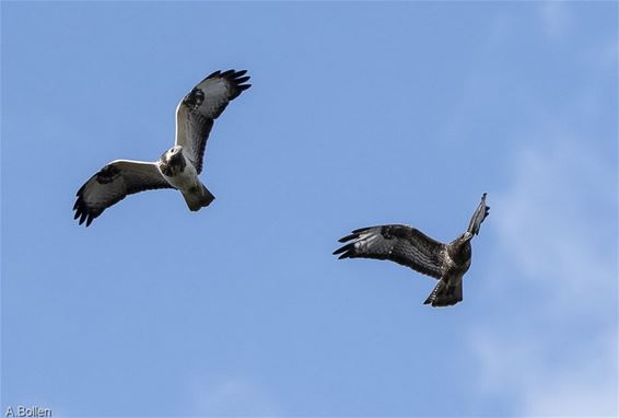 Geruisloze acrobatie in de lucht - Lommel