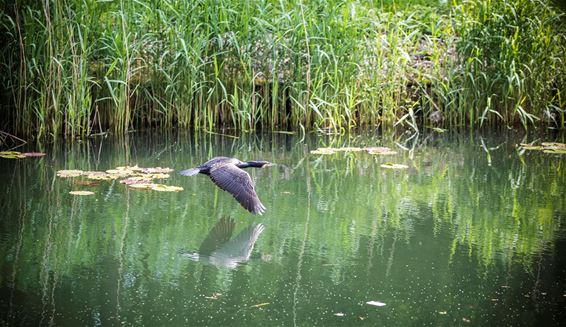 Gespot aan kanaal van Beverlo - Lommel