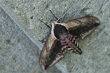 Gespot in de tuin - Hamont-Achel